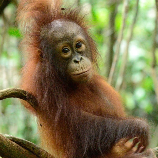 Orangutan Options