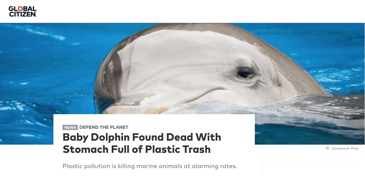 Global Citizen Dead Baby Dolphin