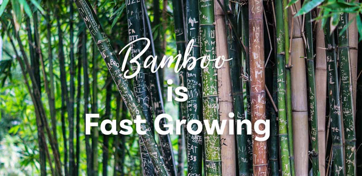 Bamboo is Fast Growing